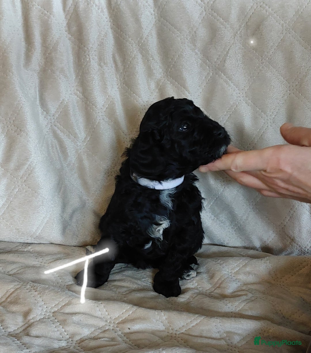 Labradoodle honden te koop: Prachtig nestje mini labradoodles te koop - Advertentie 8