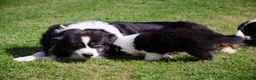 Australian Shepherd honden te koop: Australische herder pups geboren op boerderij (BE) - Advertentie 21