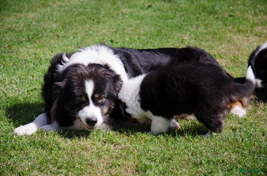 Australian Shepherd honden te koop: Australische herder pups geboren op boerderij (BE) - Advertentie 21