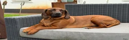 Beierse Bergzweethond honden te koop: Hanoveraaanse zweethond pups - Advertentie 23