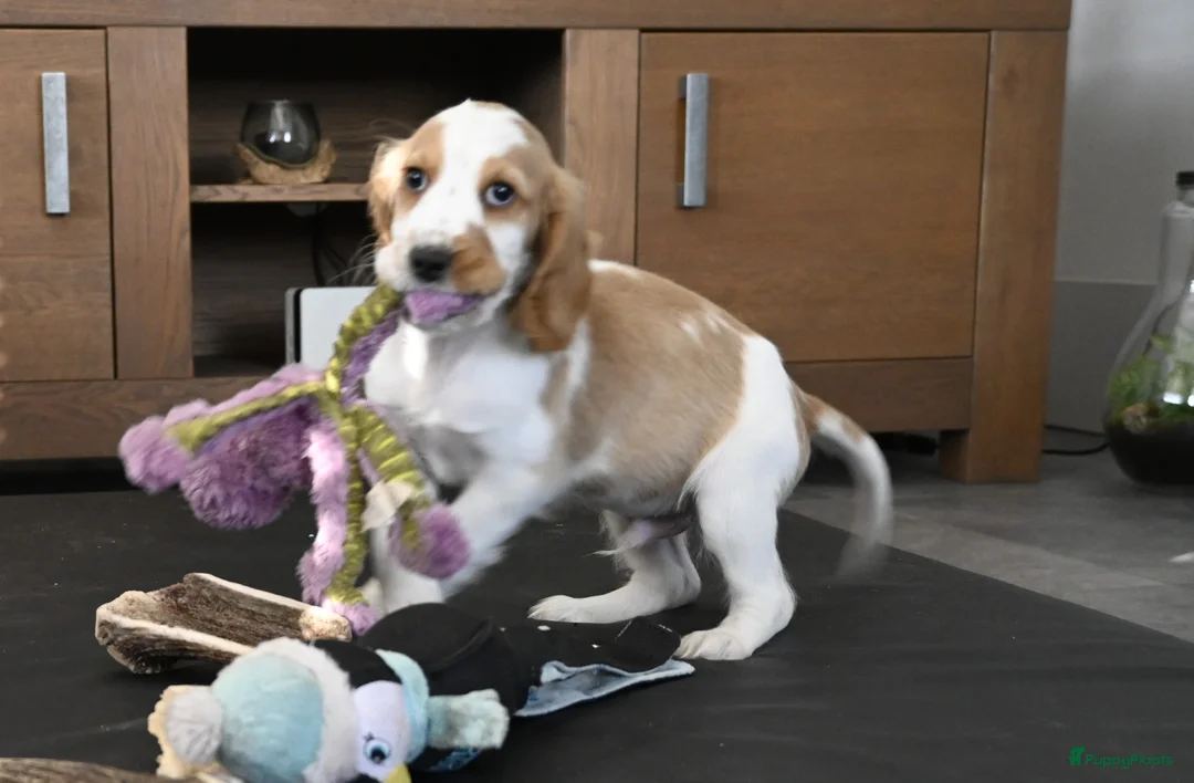 Engelse Cocker Spaniel honden te koop: Speelse Engelse Cocker Spaniel pup - Advertentie 9