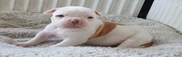Amerikaanse Bulldog honden te koop: Prachtige Amerikaanse bulldog pups met stamboom - Advertentie 5