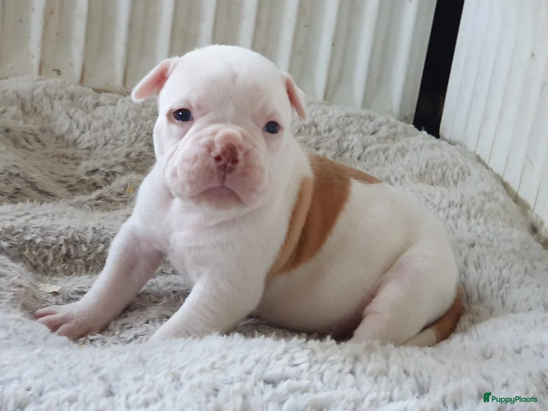 Amerikaanse Bulldog honden te koop: Prachtige Amerikaanse bulldog pups met stamboom - Advertentie 5