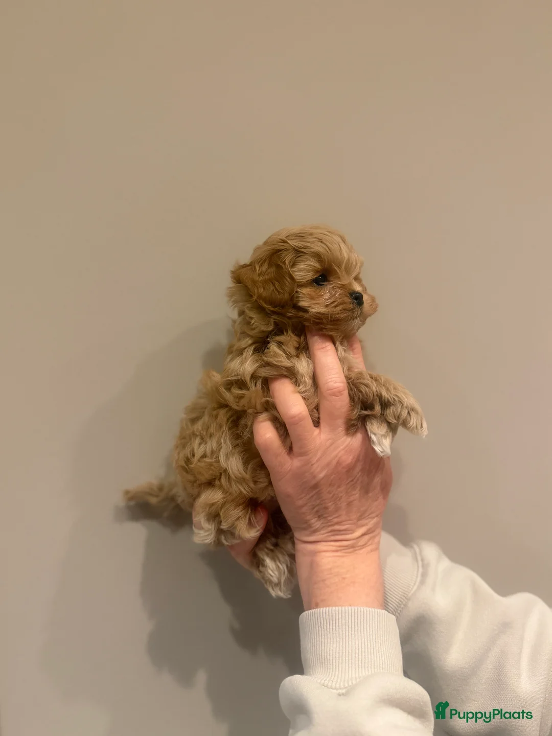 Maltipoo honden te koop: Asian maltipoo  in Hilversum - Advertentie 20