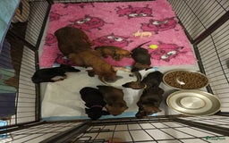 Teckel (korthaar)  honden te koop: Rasechte dwergteckels korthaar  - Afbeelding 3
