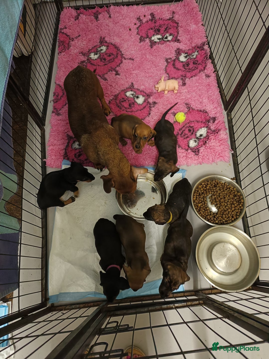 Teckel (korthaar)  honden te koop: Rasechte dwergteckels korthaar  - Afbeelding 3