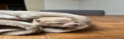 Pomeriaan honden te koop: Pomeriaan pupjes (keeshond) 2 gereserveerd - Advertentie 15