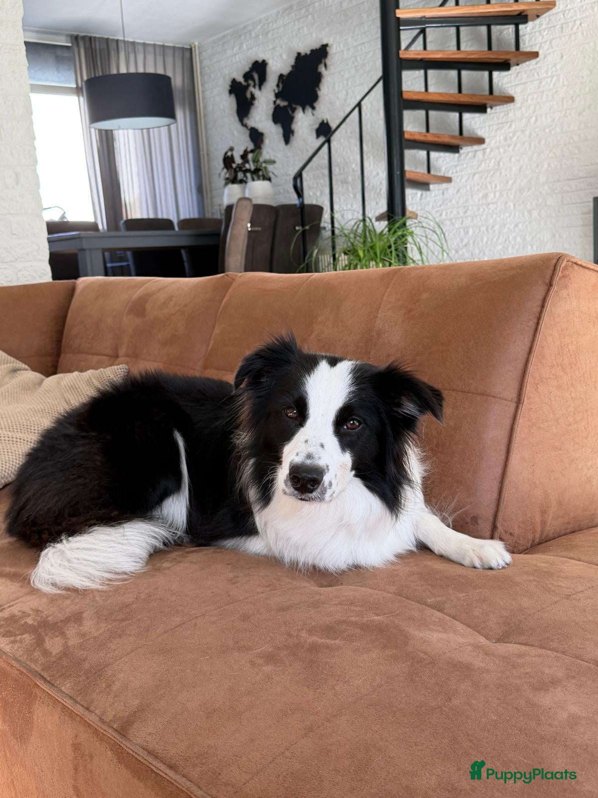 Border Collie honden Pups verwacht - Advertentie 13
