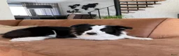 Border Collie honden te koop: Pups verwacht in Franeker - Advertentie 1