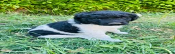 Friese Stabij honden te koop: Friese stabij pups - Advertentie 7
