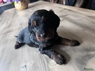 Cockapoo honden Cockapoo pups geboren - Advertentie 4