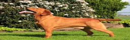 Labrador Retriever honden ter dekking: Prachtige Fox Red staat ter dekking - Advertentie 6