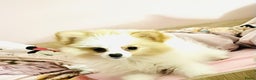 Pomeriaan honden te koop: Mini pomeranian pomeriaan teefje volledig ingeent - Advertentie 7