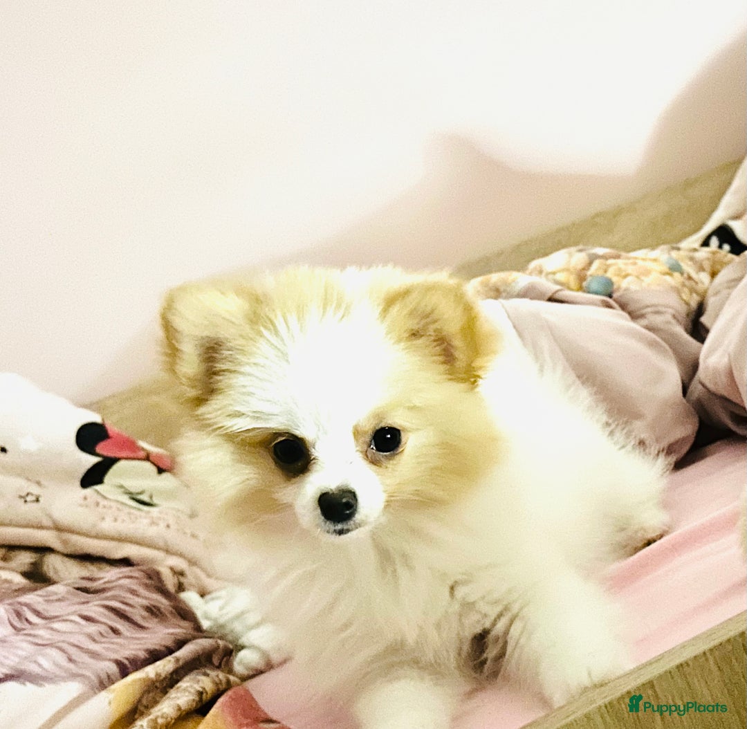 Pomeriaan honden te koop: Mini pomeranian pomeriaan teefje volledig ingeent - Advertentie 7