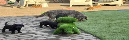 Cockapoo honden te koop: Lieve midi Cockapoo pups zoeken fijn thuis - Advertentie 10