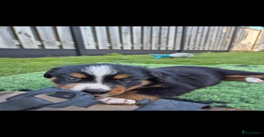 Kruising honden - Advertentie 4
