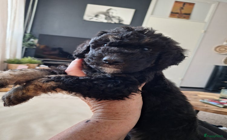 Bernedoodle honden - Advertentie 8