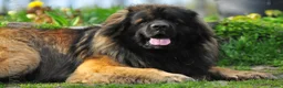 Leonberger honden te koop: Leonberger pups (teefjes)uit bijzondere combinatie - Advertentie 4