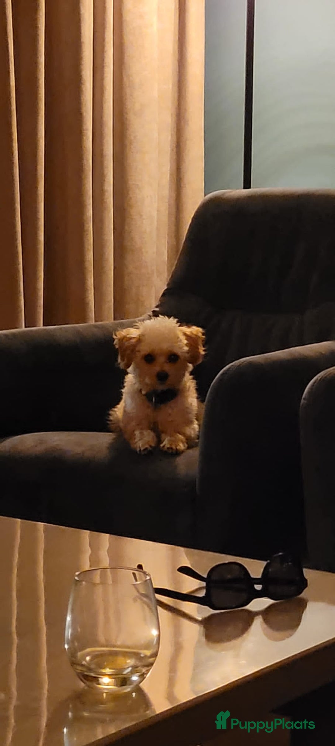 Maltipoo honden ter dekking: Toypoedel/Maltipoo dekreu, grote knuffelkont🥰 - Advertentie 13