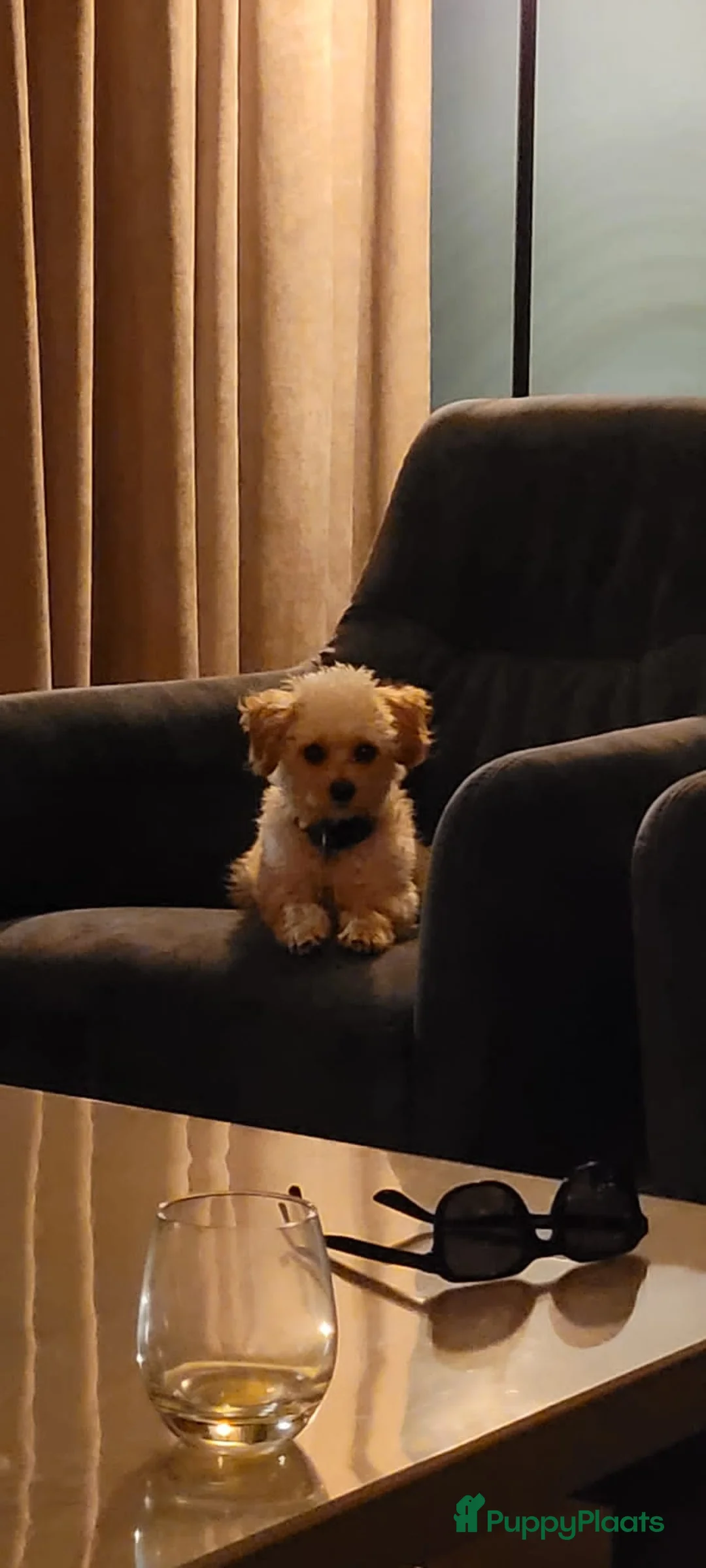 Maltipoo honden ter dekking: Toypoedel/Maltipoo dekreu, liefste knuffelkont🥰 - Advertentie 17