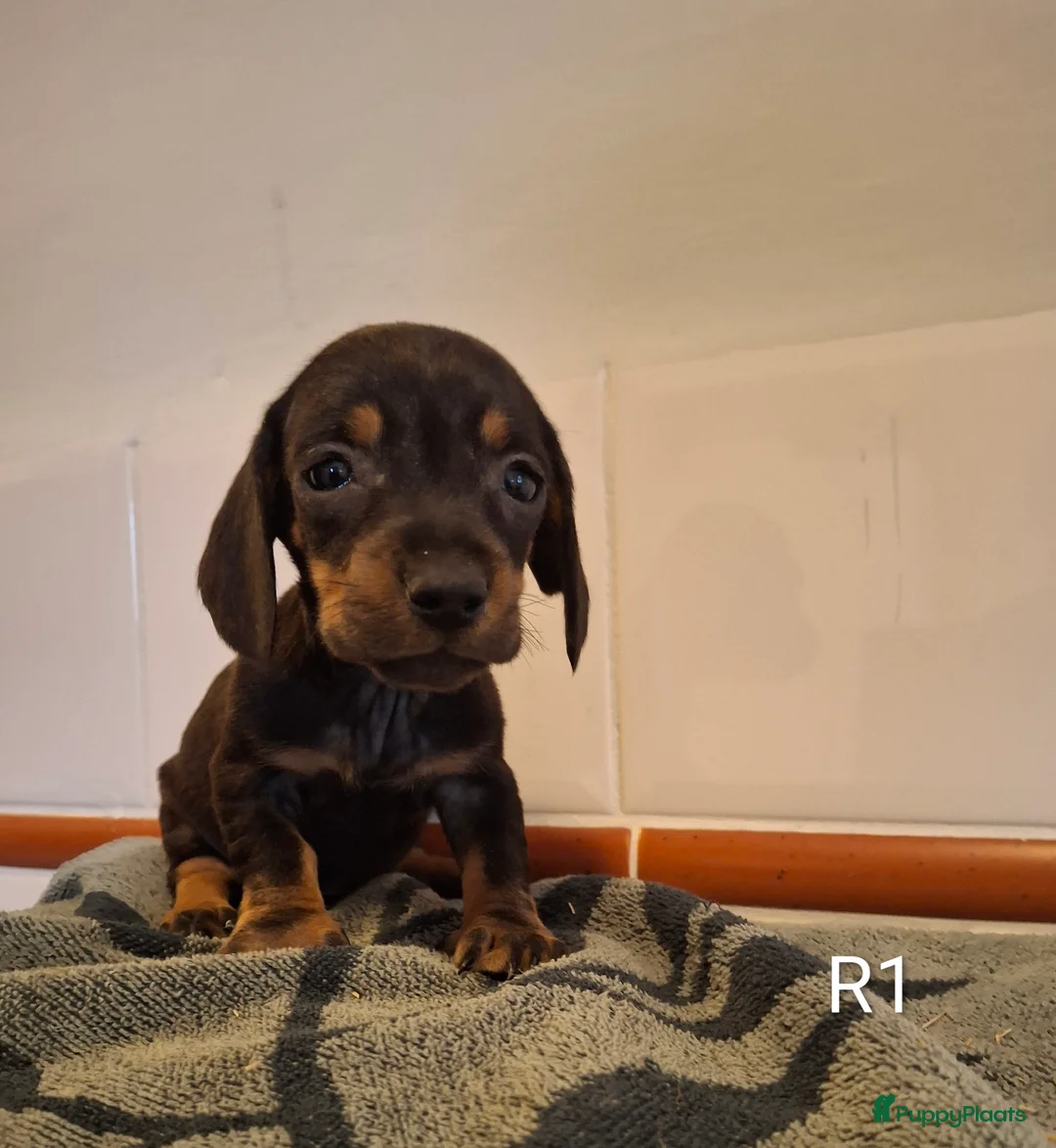 Teckel (korthaar)  honden te koop: Black and tan teckel pups  - Advertentie 4
