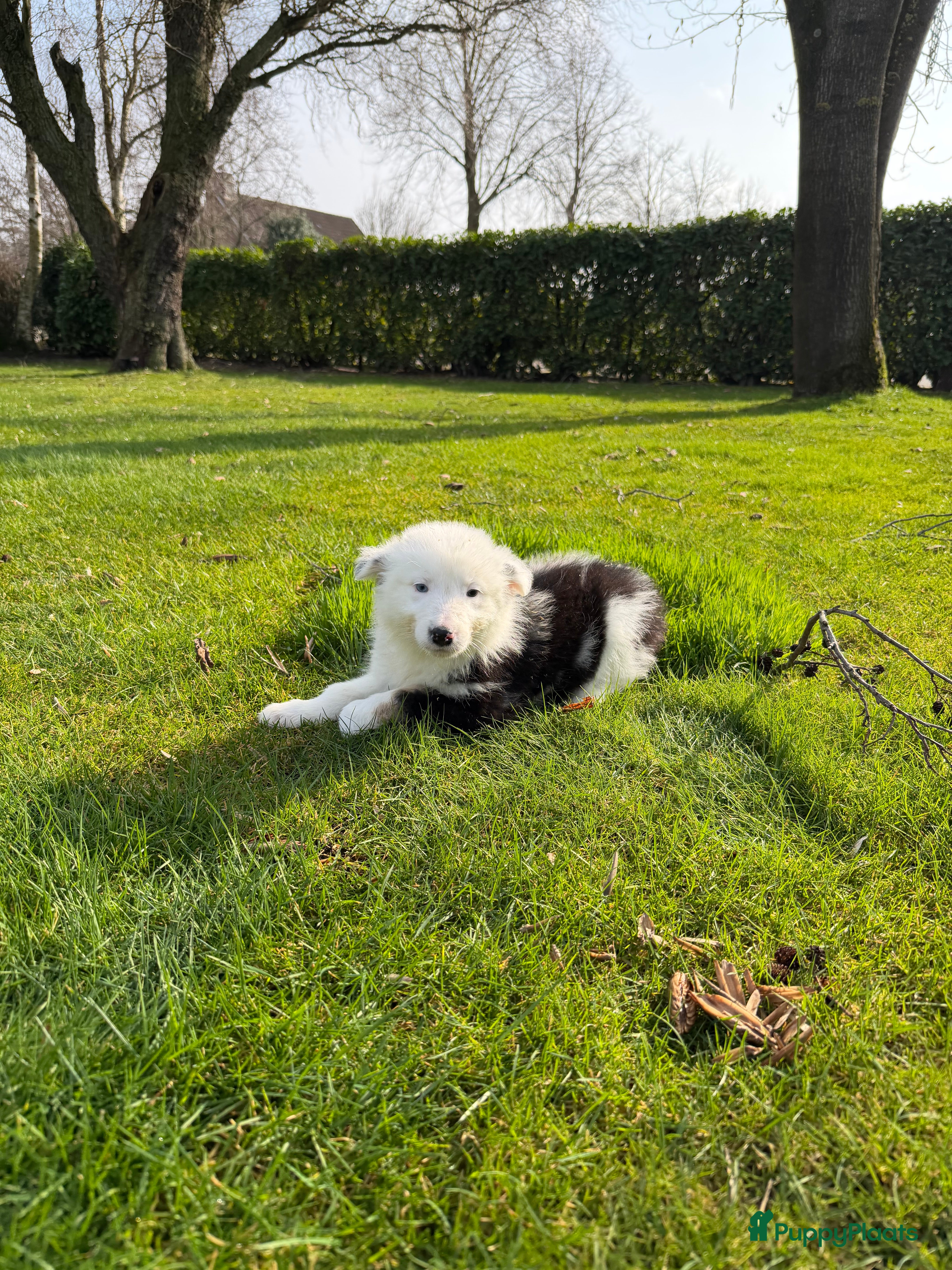 Kruising honden Australian Shepherd x Border Collie pups - Advertentie 2