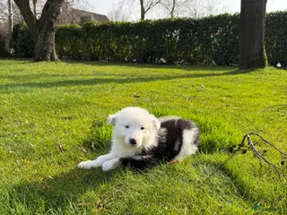 Kruising honden Australian Shepherd x Border Collie pups - Advertentie 1
