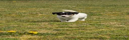 Jack Russel Terriër honden te koop: Lieve Jack Russell pups met stamboom  - Advertentie 4