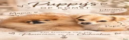Pomchi honden te koop: Pomeriaan × Chihuahua puppy’s  in Maastricht - Advertentie 1