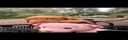 Vizsla korthaar honden te koop: Vizsla puppy’s - Advertentie 2