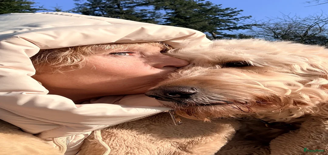 Galerij afbeelding {{count}}