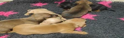 Teckel (korthaar)  honden te koop: Dwergteckel pups. Beide ouders aanwezig.  - Advertentie 5