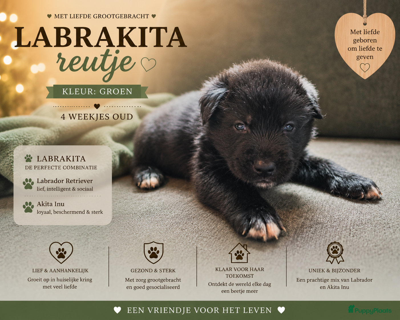 Kruising honden te koop: Labrakita pups (Labrador x Akita) Loyaal & speels - Advertentie 23