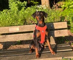 Duitse Pinscher Puppy 1