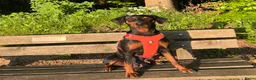 Duitse Pinscher honden te koop: Duitse Pinscher puppy’s - Advertentie 8