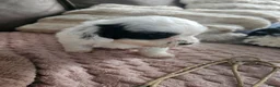 Malshi honden te koop: Boomer malshi - Advertentie 7