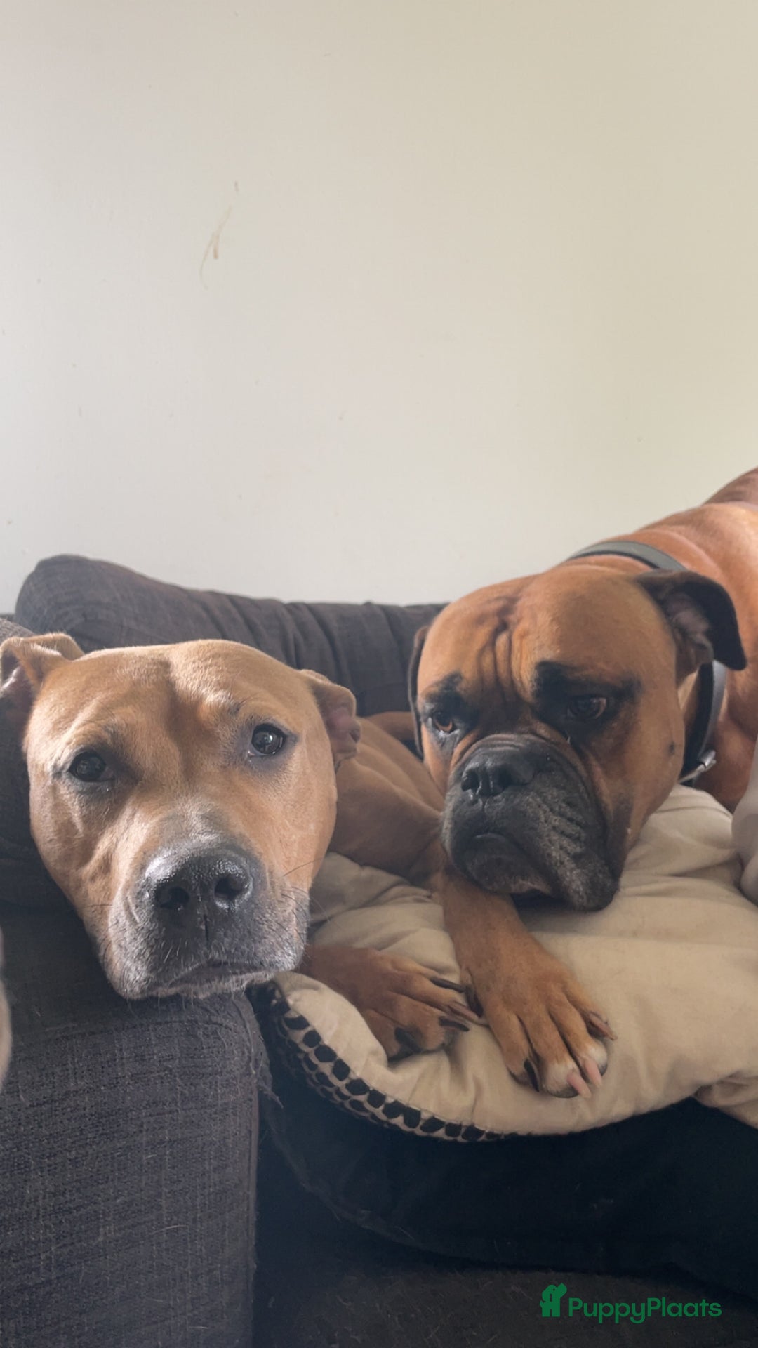 Kruising honden te koop: Pitbull x Cane Corso x Old English Bulldog puppies - Advertentie 14