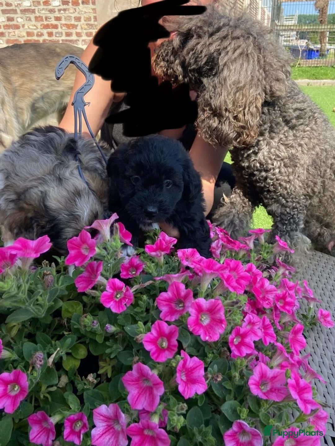 Aussiedoodle honden te koop: Australian doodle miniatuur - Advertentie 19