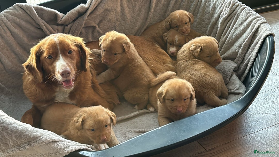 Nova Scotia Duck Tolling Retriever honden te koop: mooie pups nova scotia duck toller retriever - Advertentie 2