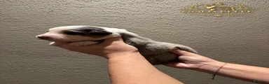Australian Shepherd 6