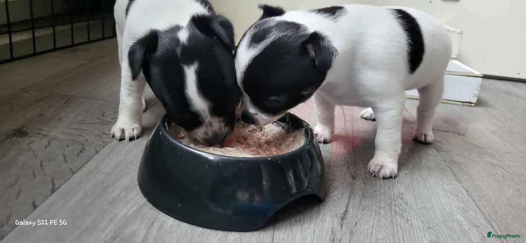 Chihuahua honden ter dekking: Dekreu, niet te koop. Blauw wit met crème  - Advertentie 4