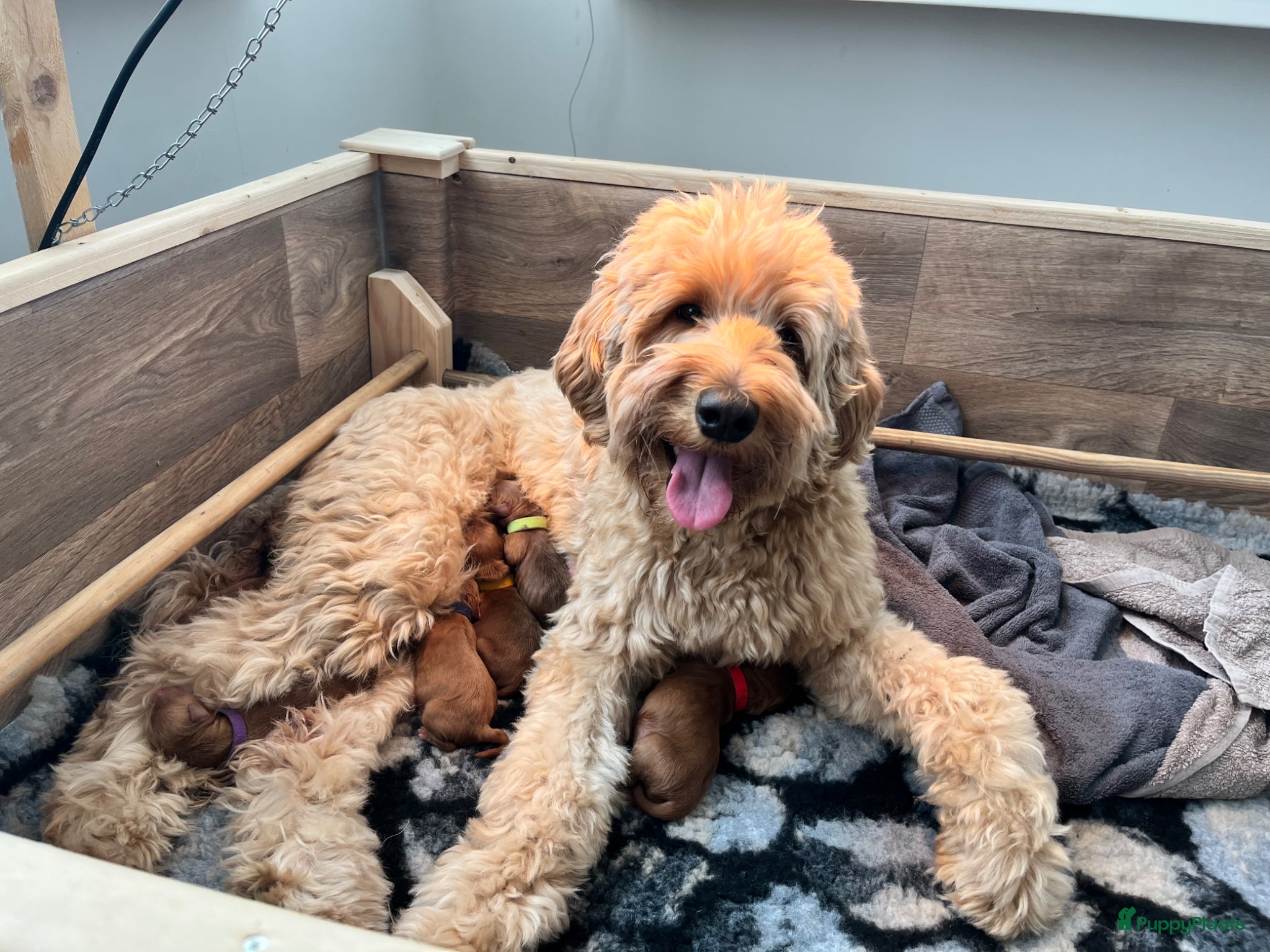 Australian Labradoodle honden te koop: Australian labradoodle pups - Advertentie 3