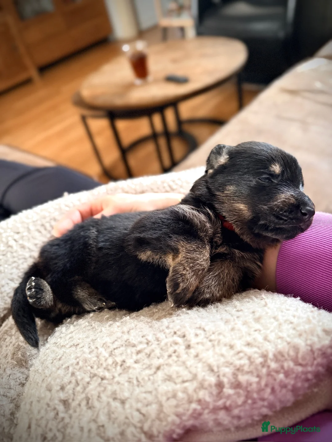 Duitse Herder honden te koop: Exclusief nest – Duitse Herder pups met stamboom - Advertentie 1