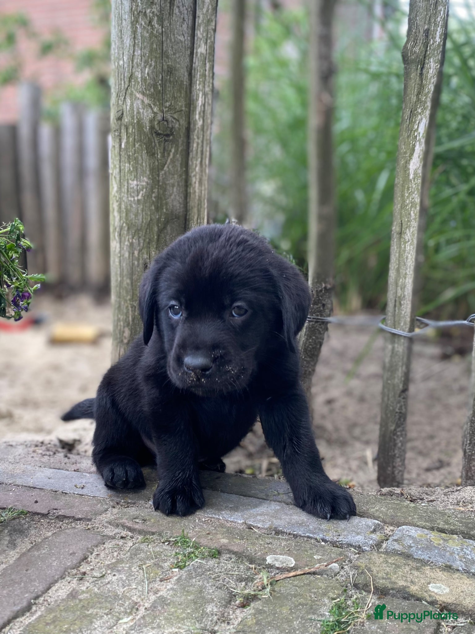 Labrador Retriever honden Labrador pups met een 👑 - Advertentie 5