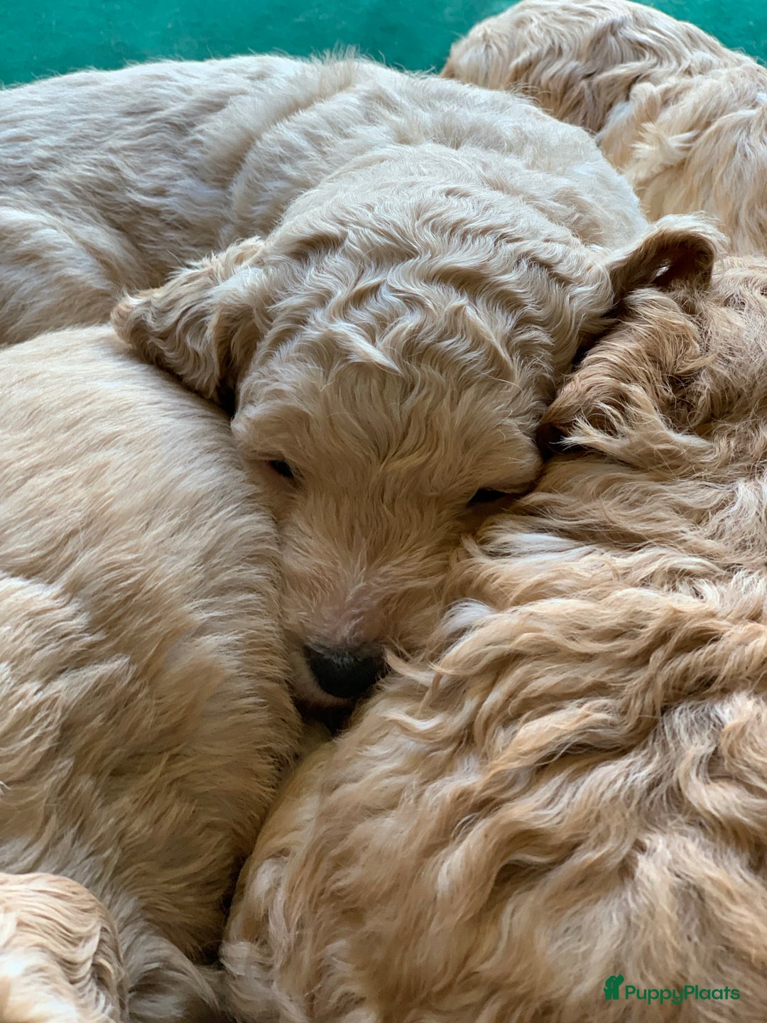 Kruising honden te koop: Goldendoodle Medium Pups Geboren - Advertentie 8