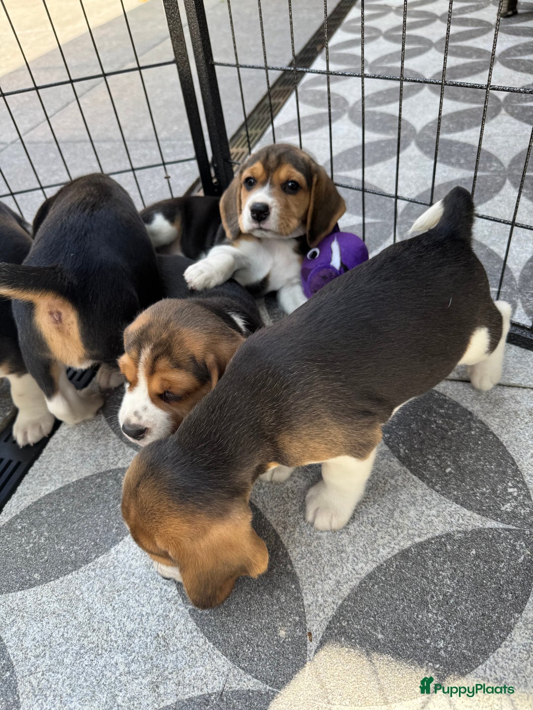 Beagle honden te koop: Beagle pups!!! - Afbeelding 8