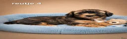 Boomer honden te koop: Mooie gezonde boomer pups. Maltezer maal shih tzu - Advertentie 6