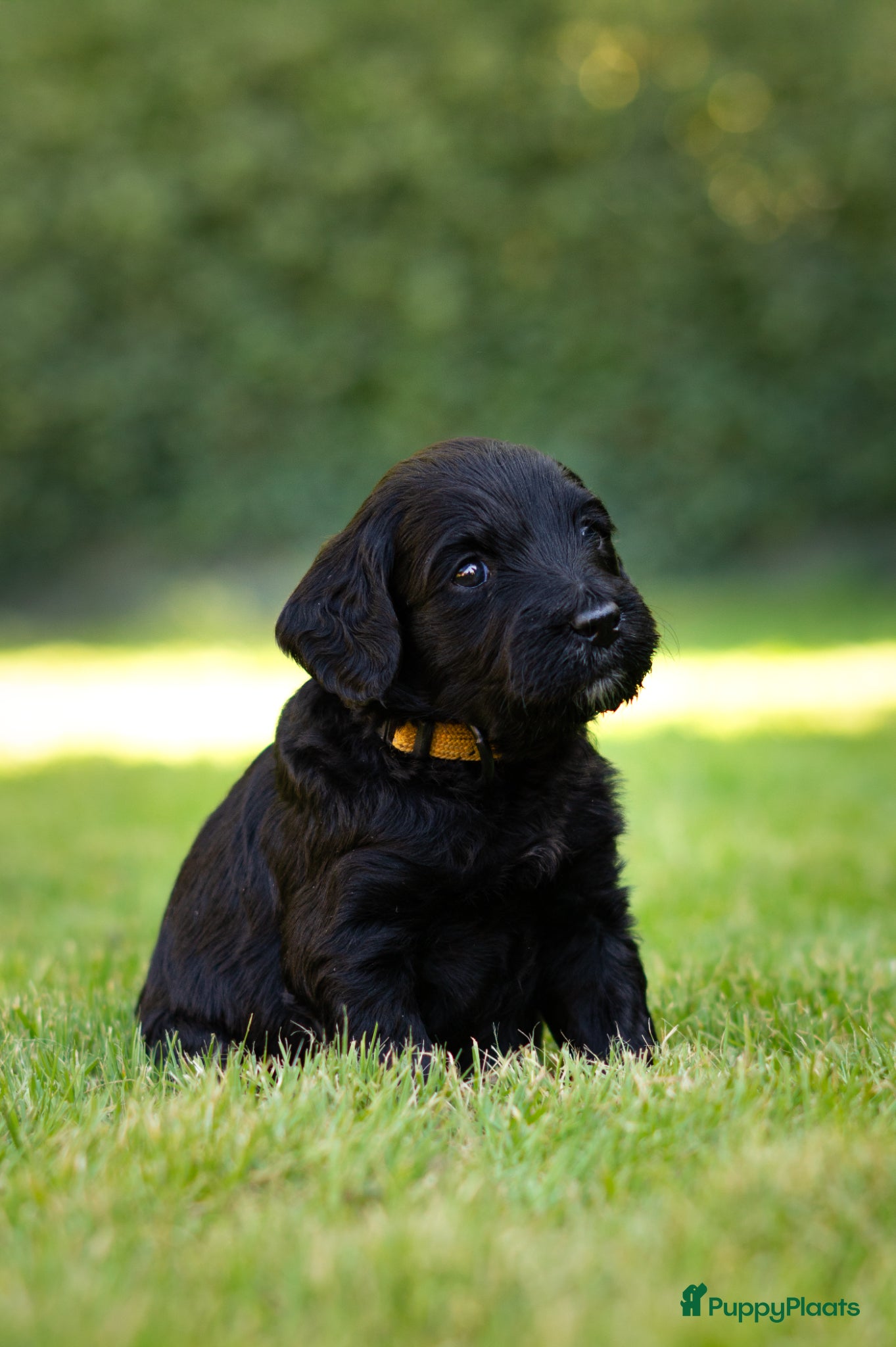  Puppy 6