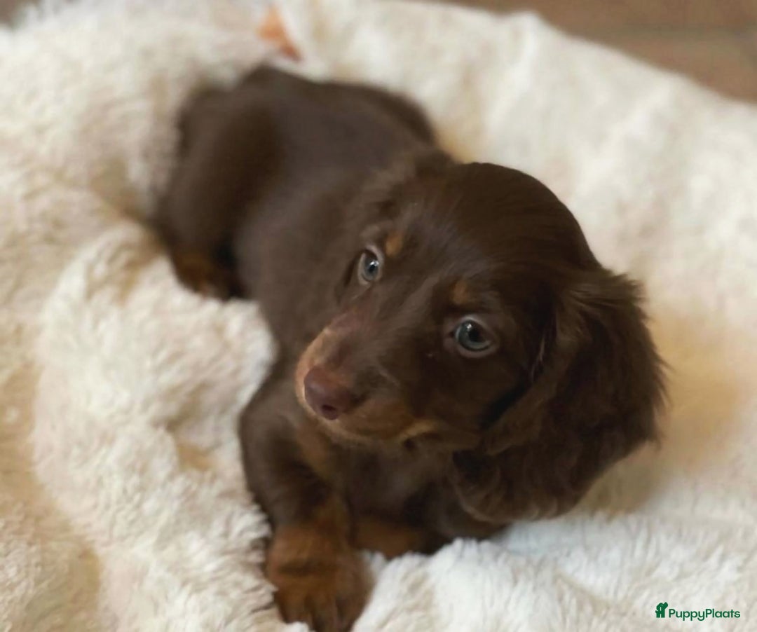 Teckel (korthaar)  honden te koop: Teckel puppy’s  - Advertentie 4