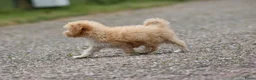 Maltipoo honden te koop: Lieve Maltipoo pups - Advertentie 17